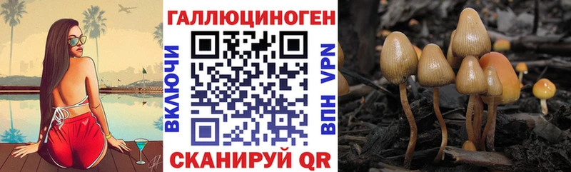 Галлюциногенные грибы Psilocybine cubensis Болхов